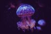 lokesh-b-masania-q8FMhlR2tcQ-unsplash