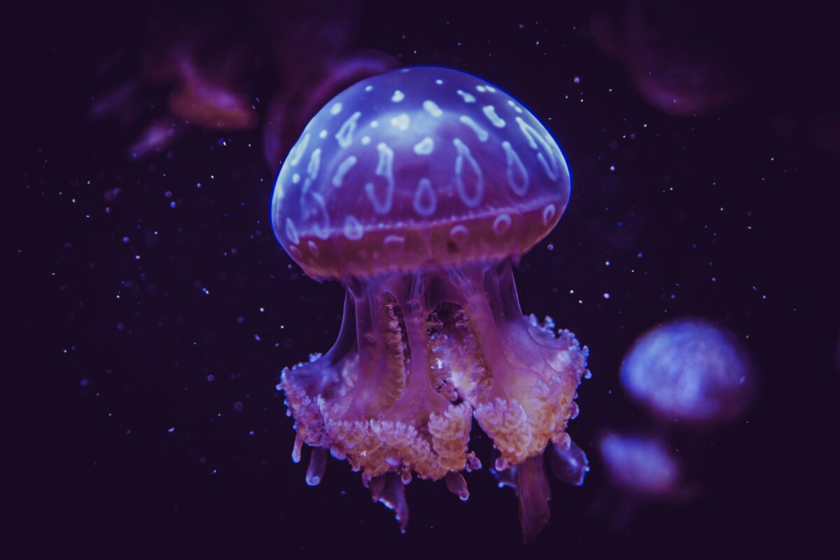 lokesh-b-masania-q8FMhlR2tcQ-unsplash